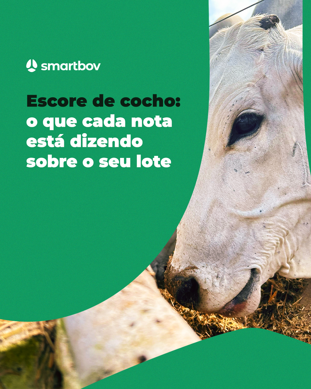 Smartbov — imagem 1