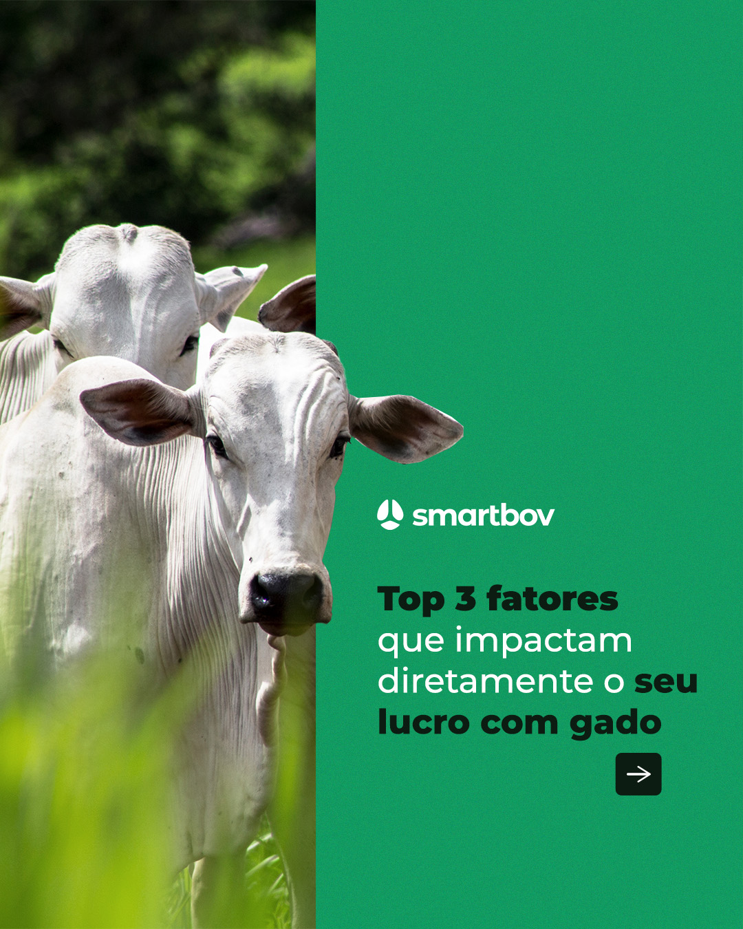 Smartbov — imagem 3