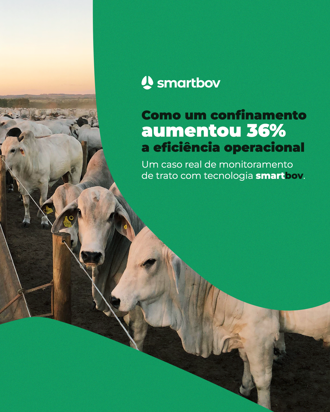 Smartbov — imagem 4