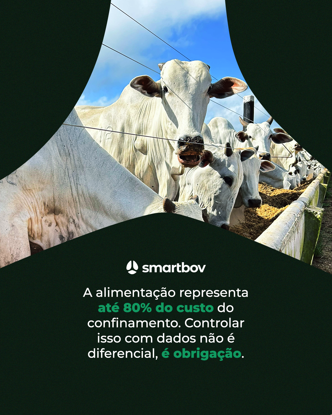 Smartbov — imagem 2